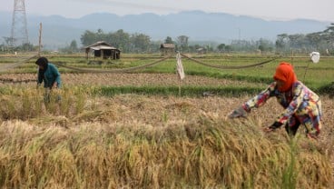 Swasembada Pangan, Prabowo Disebut Sudah Siapkan Lokasi Lumbung Pangan