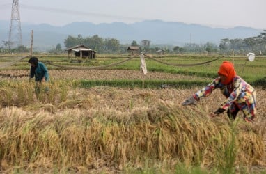 Swasembada Pangan, Prabowo Disebut Sudah Siapkan Lokasi Lumbung Pangan