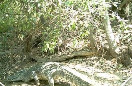 Kenalan dengan Henry, Buaya Tertua di Dunia, Punya 10 Ribu Anak