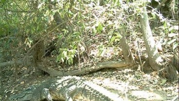 Kenalan dengan Henry, Buaya Tertua di Dunia, Punya 10 Ribu Anak