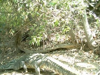 Kenalan dengan Henry, Buaya Tertua di Dunia, Punya 10 Ribu Anak