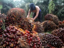 Menilik Sederet Katalis Emiten Perkebunan Sawit Astra Agro (AALI)