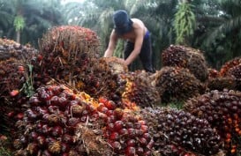 Menilik Sederet Katalis Emiten Perkebunan Sawit Astra Agro (AALI)