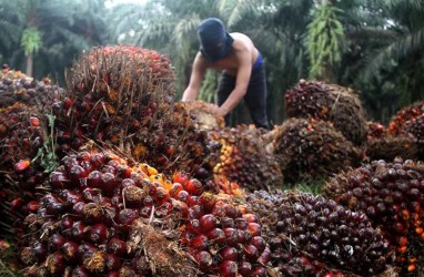 Menilik Sederet Katalis Emiten Perkebunan Sawit Astra Agro (AALI)