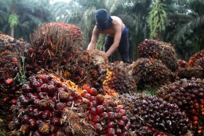 Menilik Sederet Katalis Emiten Perkebunan Sawit Astra Agro (AALI)