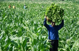 Petani Tembakau Sedikit Lega, Pemerintah Beri Sinyal Tak Naikkan Cukai Rokok 2025