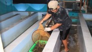 DKP Jabar Lepas 300 Ekor Lobster Hasil Budi Daya ke Laut