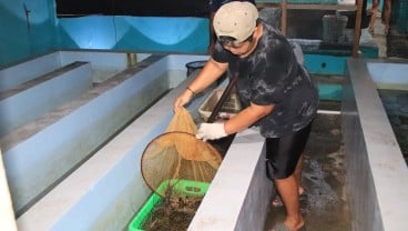 DKP Jabar Lepas 300 Ekor Lobster Hasil Budi Daya ke Laut