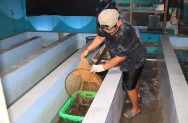 DKP Jabar Lepas 300 Ekor Lobster Hasil Budi Daya ke Laut