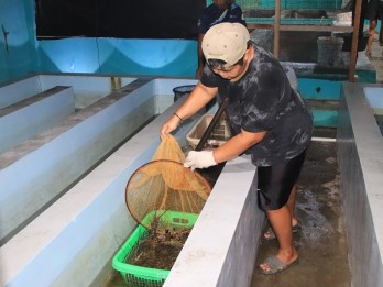 DKP Jabar Lepas 300 Ekor Lobster Hasil Budi Daya ke Laut