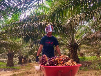 Harga Tanda Buah Segar (TBS) Sawit di Sulawesi Tenggara Rp2.400 per Kg