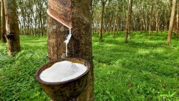 Petani Karet Pertanyakan Bantuan Cuka dari Pemerintah yang Tak Kunjung Datang