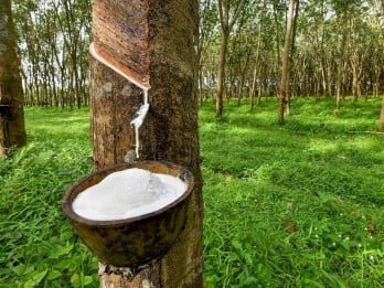 Petani Karet Pertanyakan Bantuan Cuka dari Pemerintah yang Tak Kunjung Datang