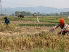 Luas Panen Padi di Sulawesi Tengah 171.000 Hektare pada 2024