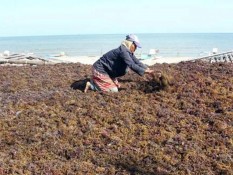 Sulsel Dorong Industri Hilir Rumput Laut dan Teripang Pasir