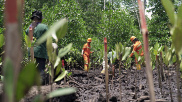 IWIP Tanam Satu Juta Mangrove