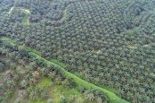 Astra Agro Lestari (AALI) Gandeng BRIN Kembangkan Bibit Sawit Unggul