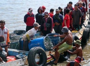 Hasil Tangkapan Ikan Nelayan di Jawa Timur Melimpah Akibatkan Harga Ikan Menjadi Turun