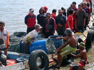 Hasil Tangkapan Ikan Nelayan di Jawa Timur Melimpah Akibatkan Harga Ikan Menjadi Turun