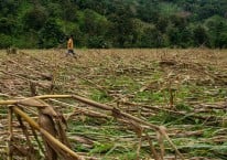 Alarm Komoditas Pangan dari Gagal Panen Gula dan Jagung