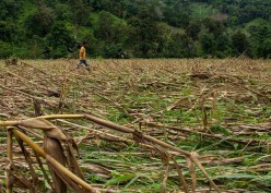 Alarm Komoditas Pangan dari Gagal Panen Gula dan Jagung