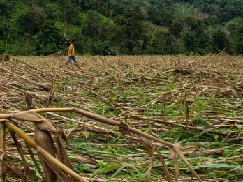 Alarm Komoditas Pangan dari Gagal Panen Gula dan Jagung