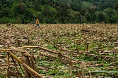 Alarm Komoditas Pangan dari Gagal Panen Gula dan Jagung