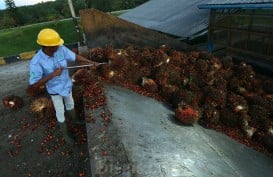 Pengusaha Minta Prabowo Bentuk Badan Sawit Nasional, Ini Urgensinya