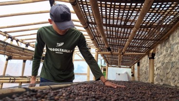 Minat Generasi Muda Bertani Kopi di Sumedang Terus Meningkat