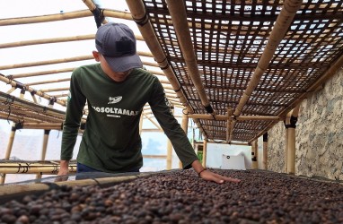 Minat Generasi Muda Bertani Kopi di Sumedang Terus Meningkat