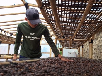 Minat Generasi Muda Bertani Kopi di Sumedang Terus Meningkat