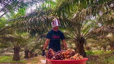 Resmi! Pemerintah Bentuk Badan Pengelola Dana Perkebunan