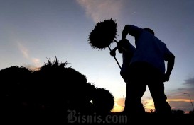 Harga TBS Kelapa Sawit di Riau Naik Lagi, Pekan Ini Jadi Rp3.358,55 per Kilogram