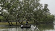 Didanai Bank Dunia, BRGM Siapkan Program Rehabilitasi Mangrove di 30 Desa Bengkalis