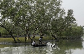 Didanai Bank Dunia, BRGM Siapkan Program Rehabilitasi Mangrove di 30 Desa Bengkalis