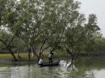 Didanai Bank Dunia, BRGM Siapkan Program Rehabilitasi Mangrove di 30 Desa Bengkalis