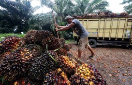 BPDPKS Buka Suara soal Pembentukan Badan Pengelola Dana Perkebunan