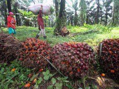 Pemerintah Bentuk Badan Pengelola Dana Perkebunan, BPDPKS Bubar?