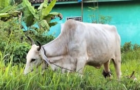 Lampung Selatan Antisipasi Penyebaran Penyakit Ngorok pada Ternak