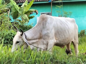 Lampung Selatan Antisipasi Penyebaran Penyakit Ngorok pada Ternak