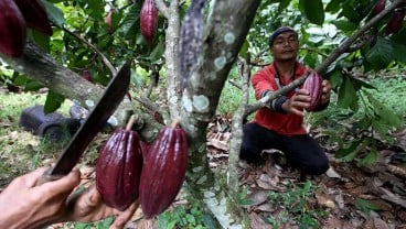 Pemerintah Bentuk Badan Pengelola Dana Perkebunan untuk Kakao Cs, Begini Kata Industri