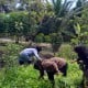 Desa Kebun Kelapa di Langkat Bakal Jadi Destinasi Wisata