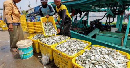 Pekerja memindahkan ikan hasil tangkapan nelayan di Dermaga Pelabuhan Muara Angke, Jakarta, Selasa (9/7/2024). Bisnis/Eusebio Chrysnamurti