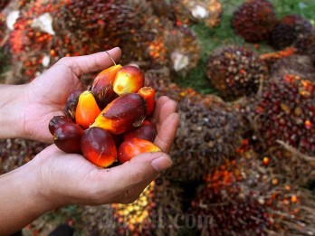 GAPKI Respons Pembentukan Badan Pengelola Dana Perkebunan Gantikan BPDPKS