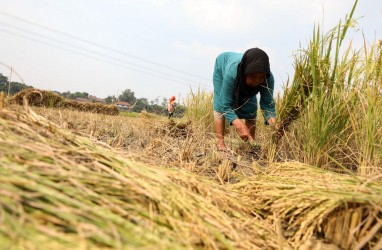 BPK Ungkap Biang Kerok Harga Komoditas Pangan Meroket