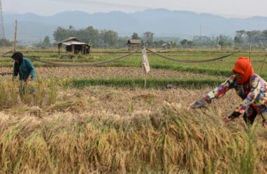 Menakar Plus Minus Rencana Prabowo Putihkan Utang Petani dan Nelayan