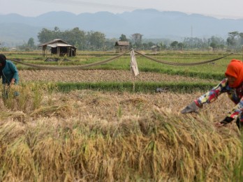 Menakar Plus Minus Rencana Prabowo Putihkan Utang Petani dan Nelayan