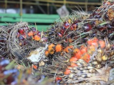 Harga TBS Sawit Sumut Hari Ini 25 Oktober 2024, Tembus Rp3.364,40 per kg