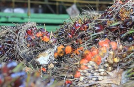 Harga TBS Sawit Sumut Hari Ini 25 Oktober 2024, Tembus Rp3.364,40 per kg