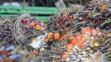 Harga TBS Sawit Sumut Hari Ini 25 Oktober 2024, Tembus Rp3.364,40 per kg